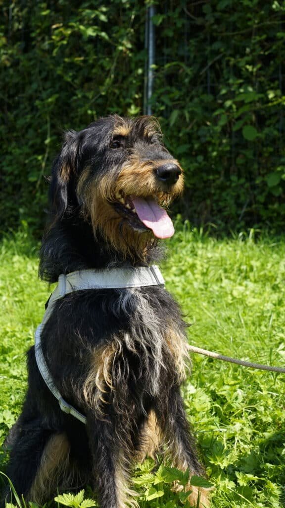 Photo SPA Chien 2